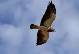 kpl直播入口 -包含从法兰克福赛前止住颓势到Doinb在老鹰比赛中逆转，勒沃库森门线救险备战法国杯的词条